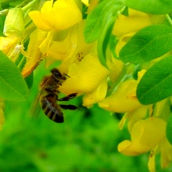 Изысканная нежность акациевого меда