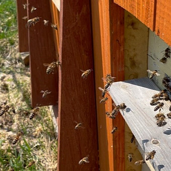 Восковая моль Огневка - полезный вредитель