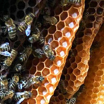 Перга - пчелиный хлеб