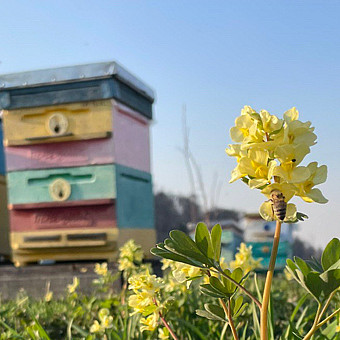 Как отличить натуральный мед от подделки