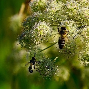 Вкус и польза дягилевого меда
