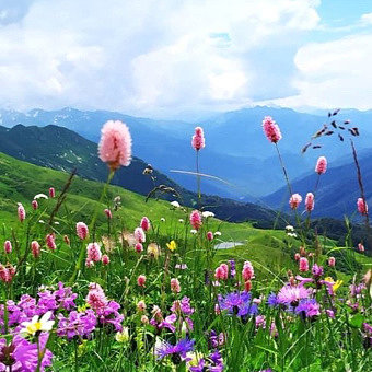 Энергия красоты - цветочный мед