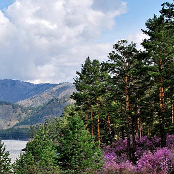 Сила таёжного мёда