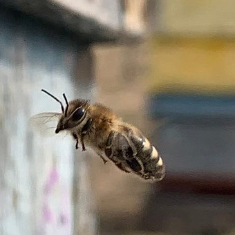 Полезные свойства Пчелиного подмора